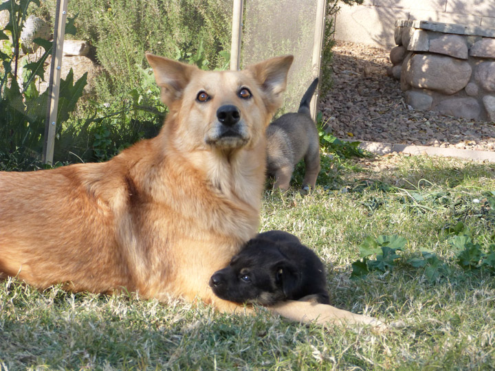 chinook dog